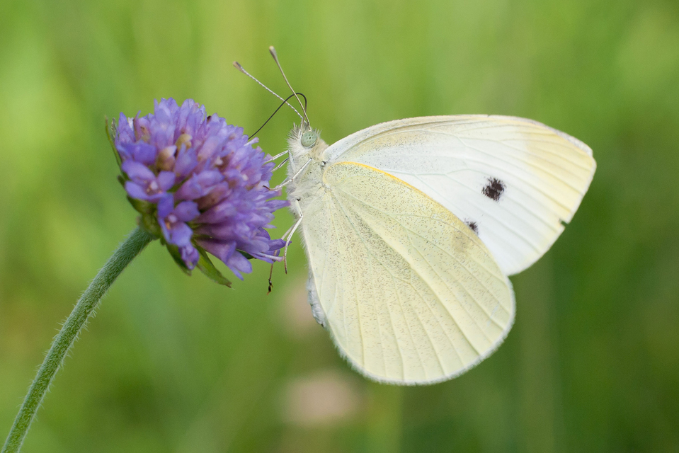 Pieris rapae - répalepke