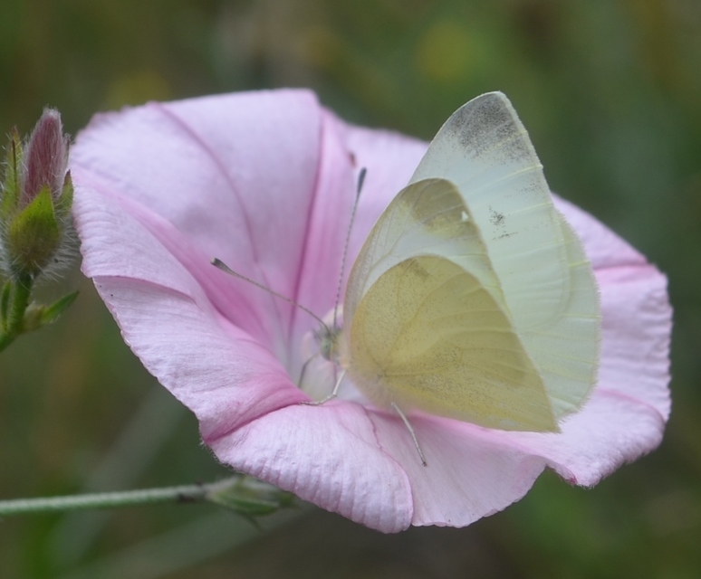 Pieris ergane - sziklai fehérlepke