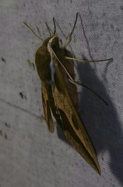 Hyles euphorbiae - kutyatejszender