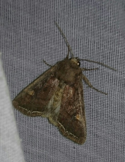 Lacanobia oleracea - saláta-kertibagoly