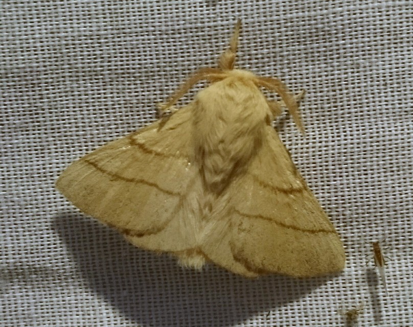 Malacosoma neustria - gyűrűsszövő