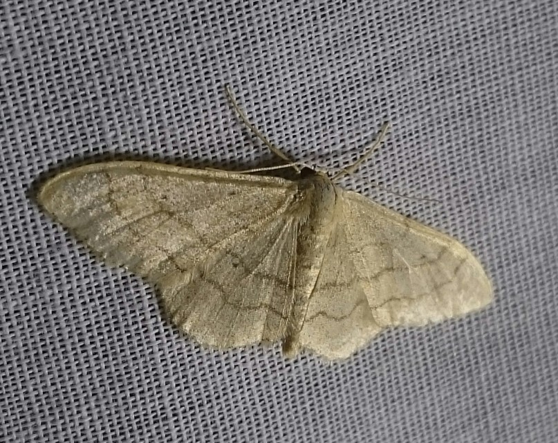 Idaea aversata - nagy sávosaraszoló