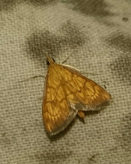 Ecpyrrhorrhoe rubiginalis - rozsdavörös tűzmoly