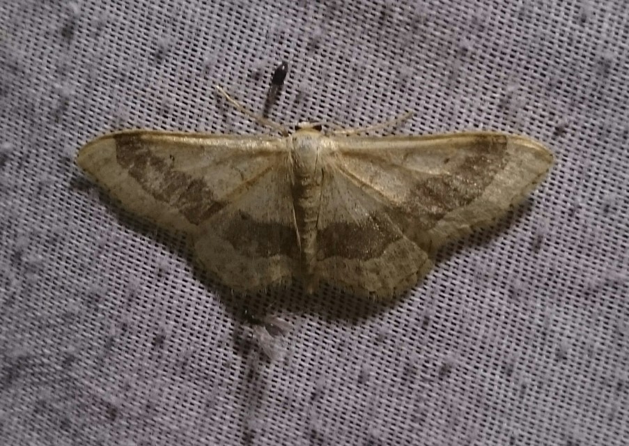 Idaea aversata - nagy sávosaraszoló