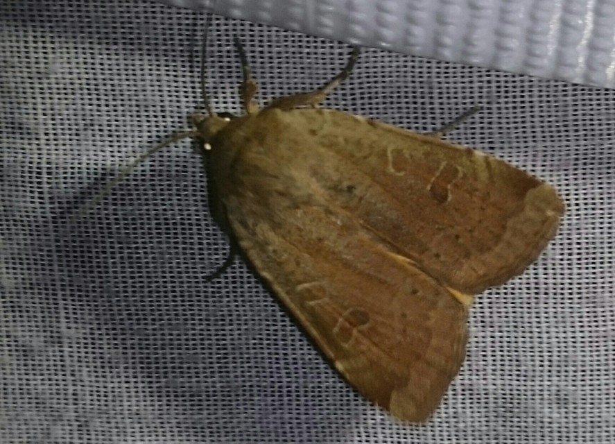 Noctua comes - kis sárgafűbagoly