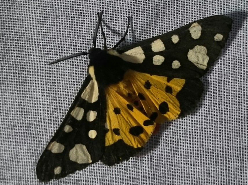 Arctia villica - fekete medvelepke