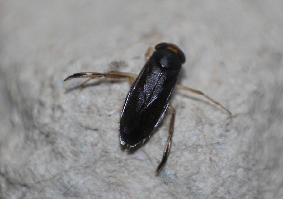 Corixidae - búvárpoloskák Corixidae - búvárpoloskák