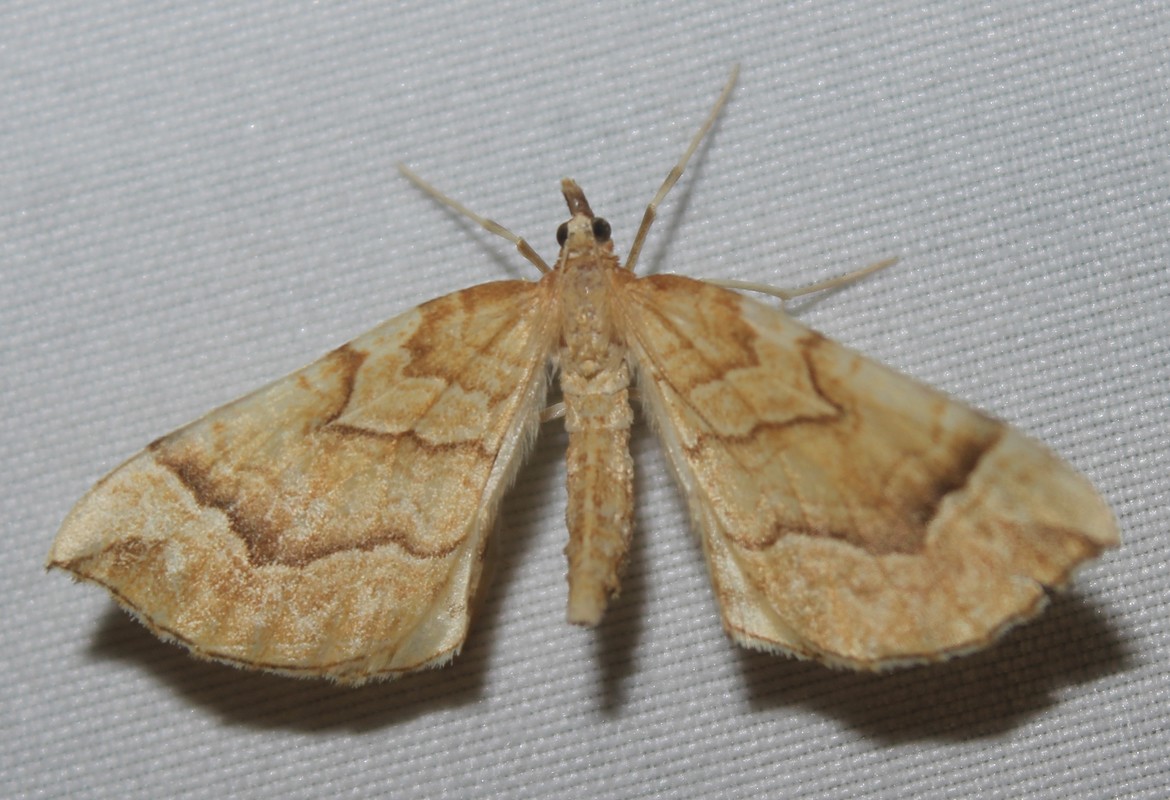 Eulithis mellinata - feketeribiszke-araszoló