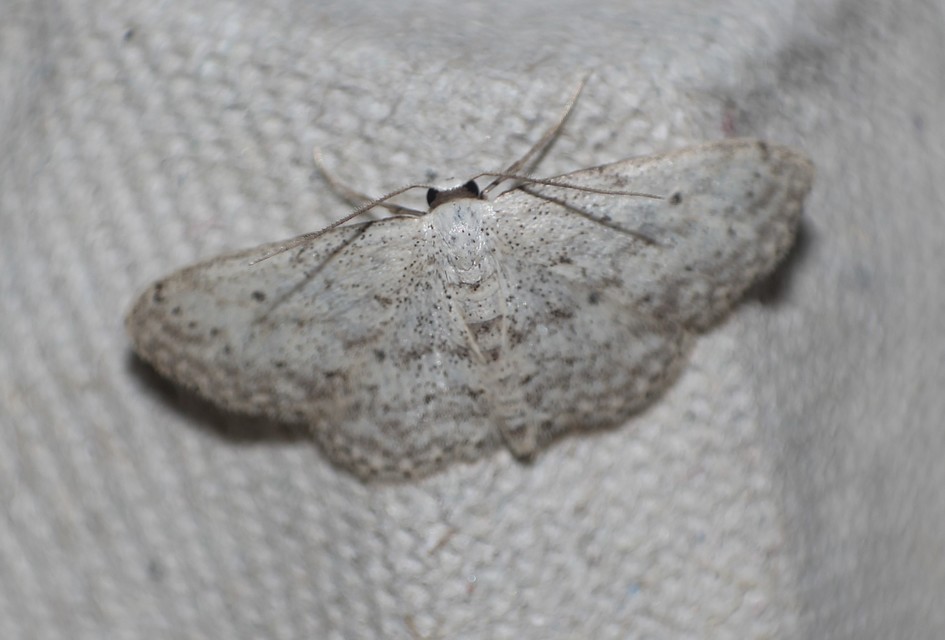 Idaea seriata - szürke apróaraszoló