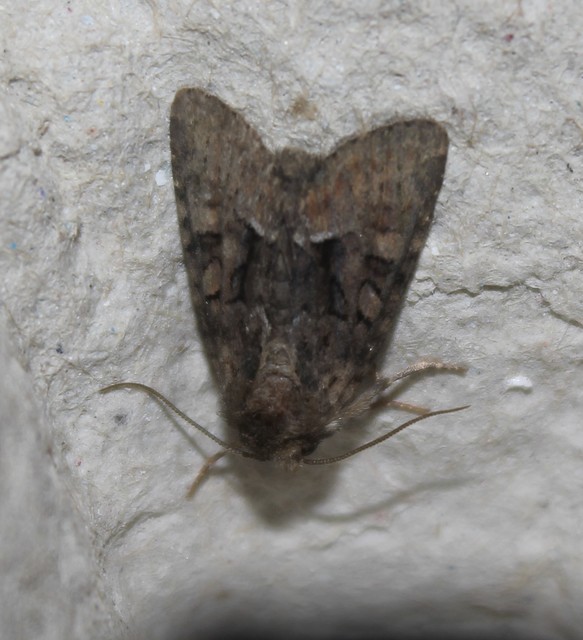 Oligia strigilis/latruncula/versicolor