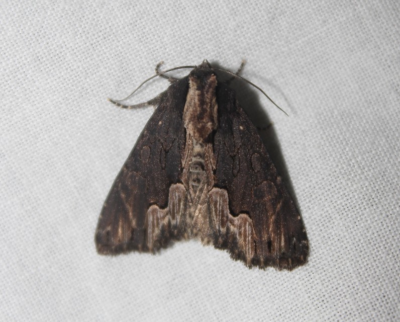 Dypterygia scabriuscula - szurokbarna nyáribagoly