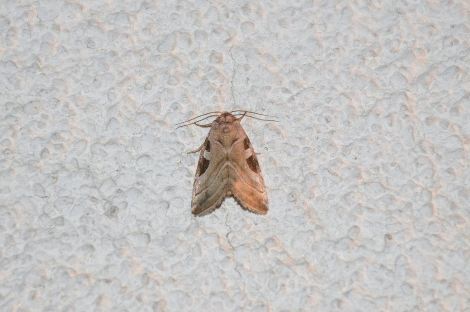 Eucarta virgo - mocsári ametisztbagoly
