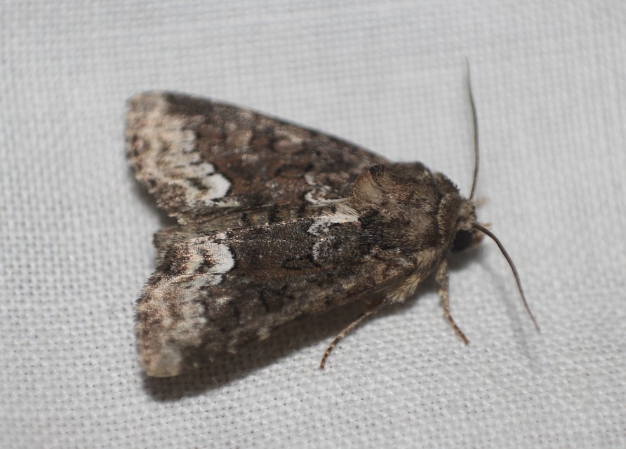 Oligia strigilis - kormos dudvabagoly