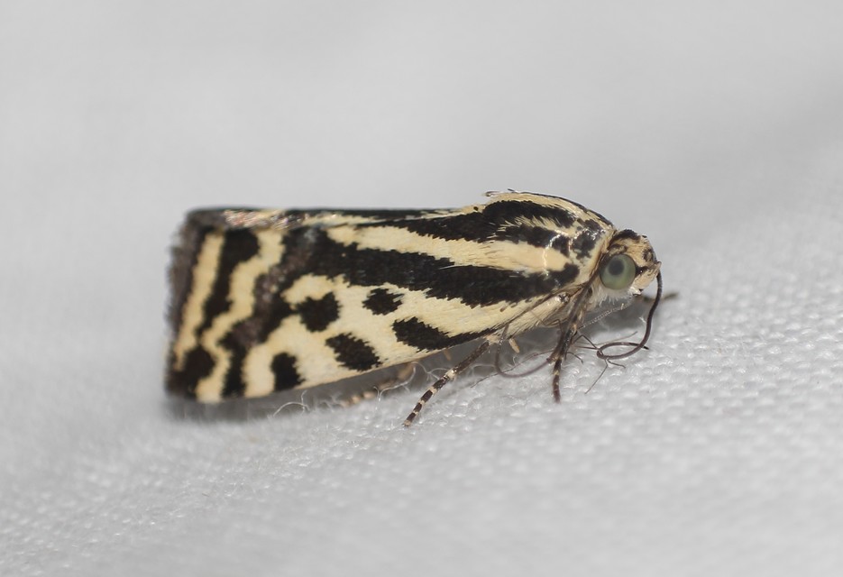 Emmelia trabealis - zebrabagoly