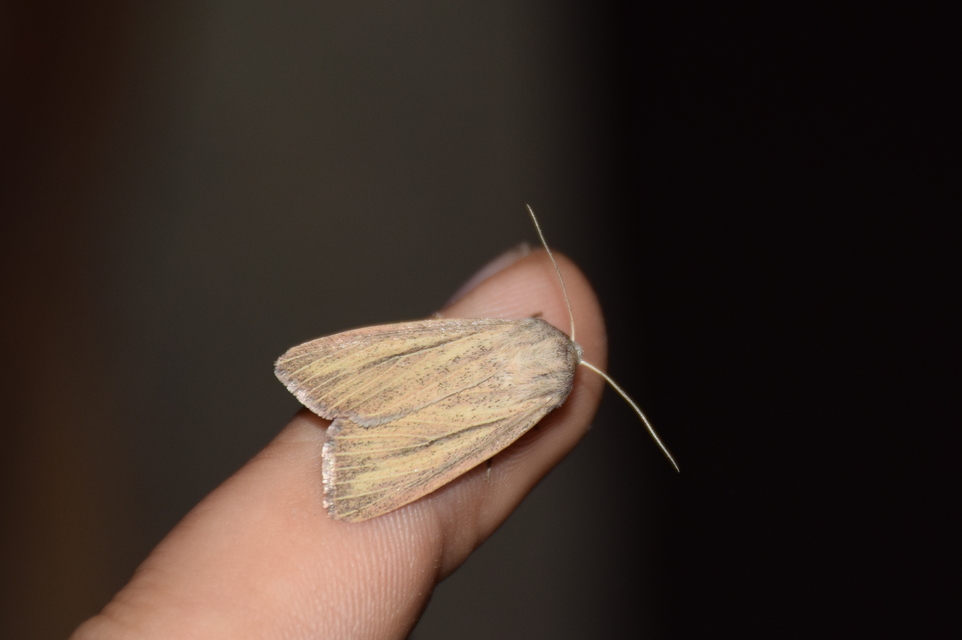 Mythimna pudorina - vörös rétibagoly