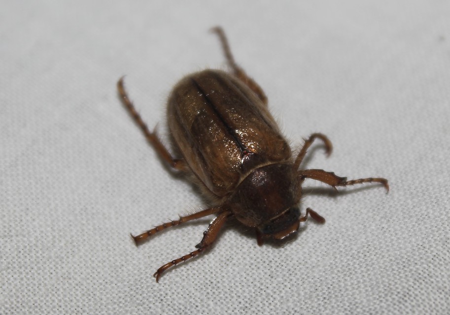 Amphimallon solstitiale - bordás sárgacserebogár