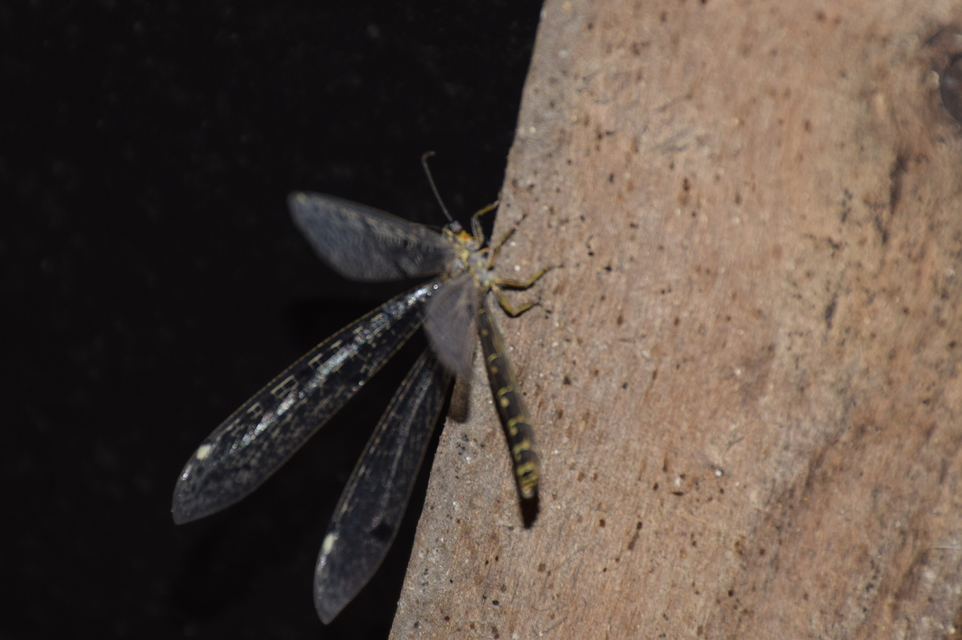 Distoleon tetragrammicus - négyfoltos hangyaleső