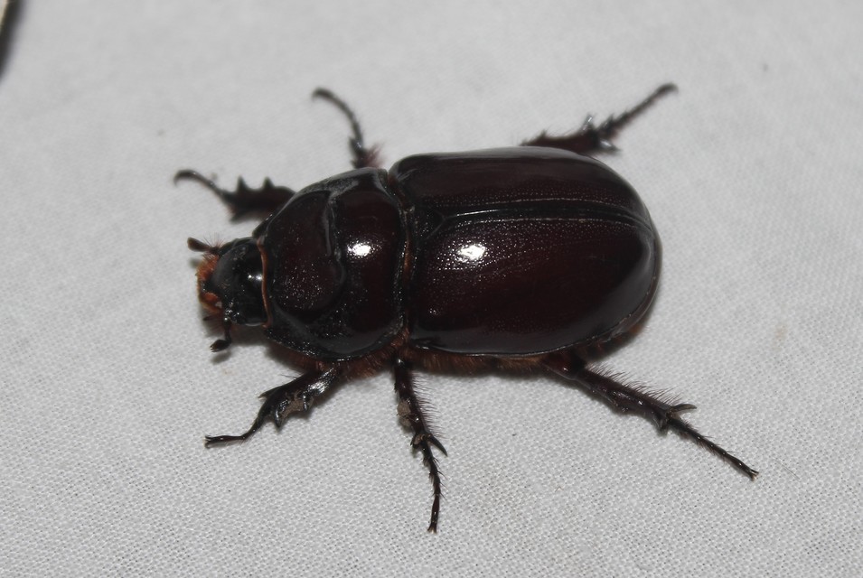 Oryctes nasicornis - orrszarvú bogár