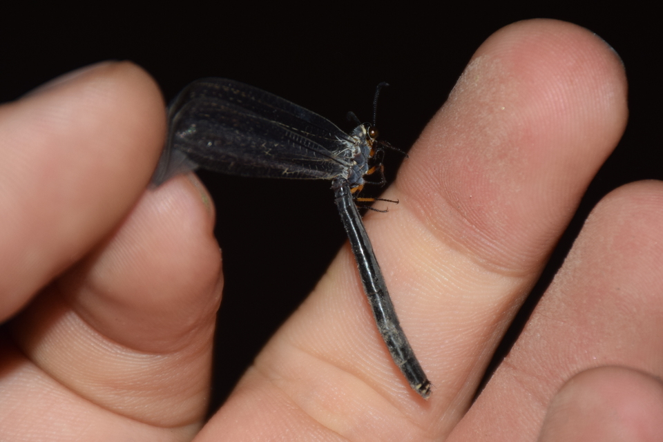Myrmeleon formicarius - erdei hangyaleső