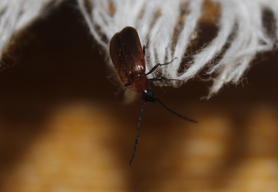 Pseudocistela ceramboides - narancssárga alkonybogár