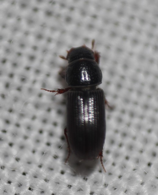 Pleurophorus caesus - hengeres trágyabogár
