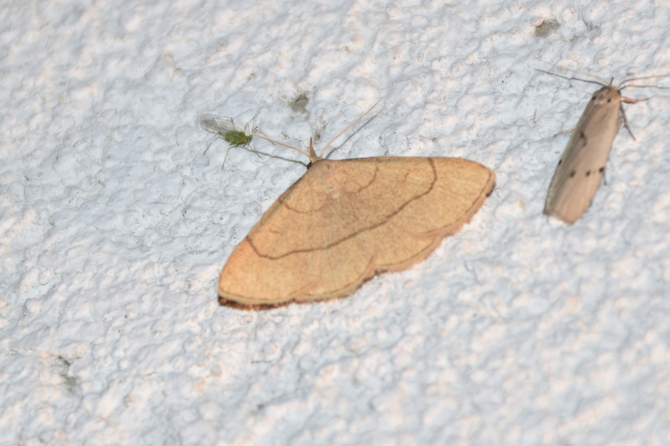 Paracolax tristalis - sárgás karcsúbagoly