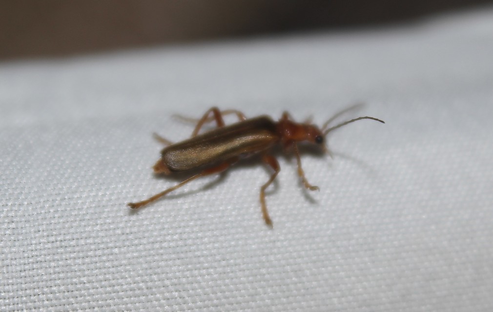 Cantharidae - lágybogárfélék