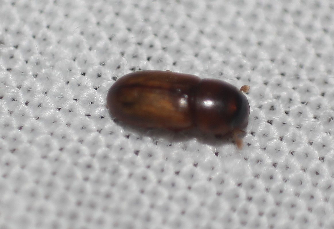 Bodilus ictericus
