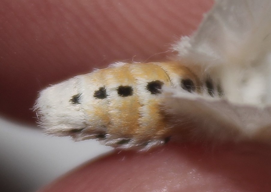 Spilosoma lubricipedum - tejszínű medvelepke