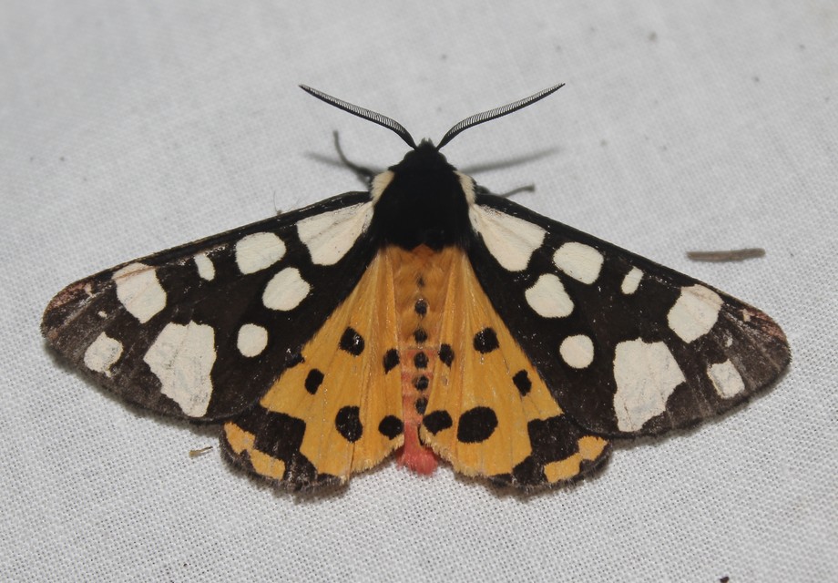 Arctia villica - fekete medvelepke