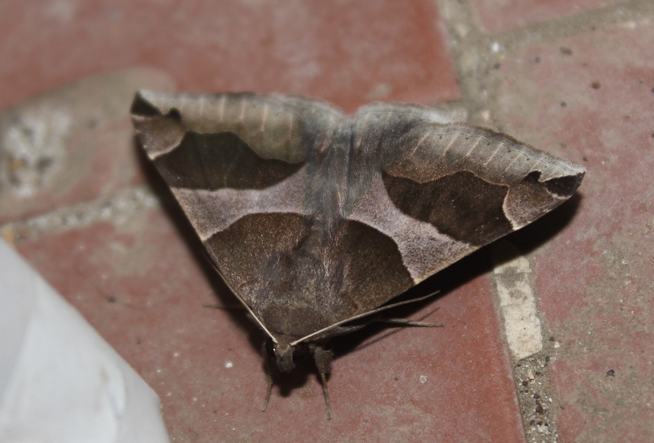 Dysgonia algira - déli porcelánbagoly