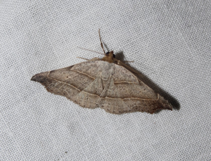 Laspeyria flexula - zuzmóbagoly