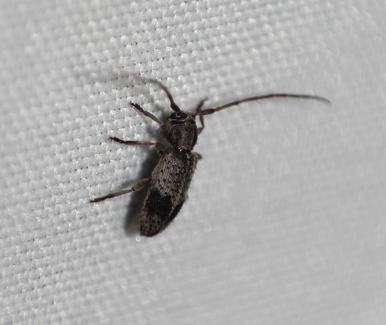 Exocentrus punctipennis - szilfa-rőzsecincér