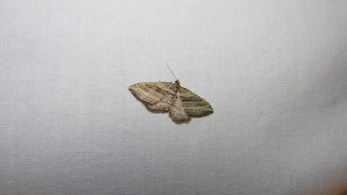 Costaconvexa polygrammata - soksávú araszoló