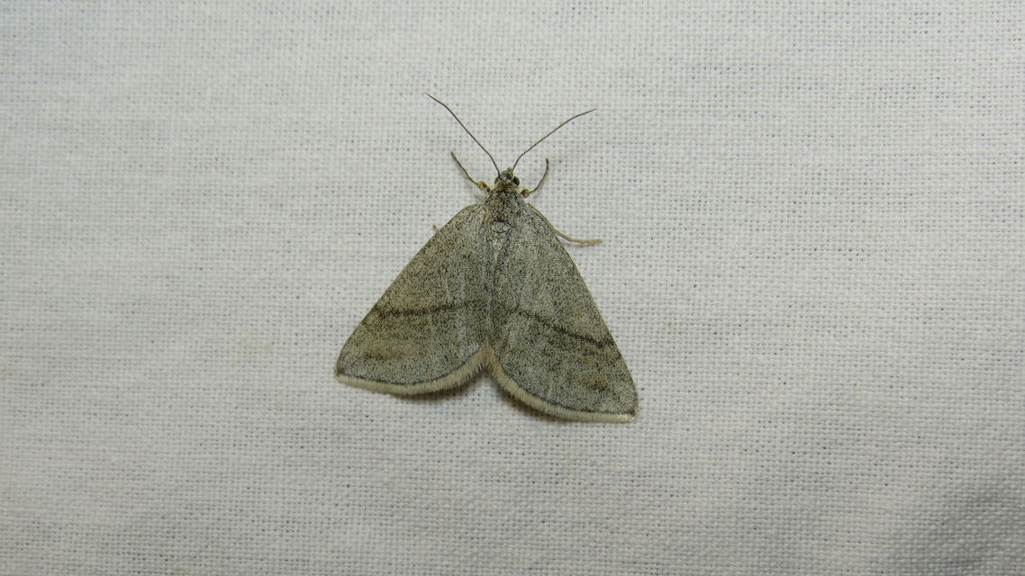 Lithostege griseata - szürke araszoló