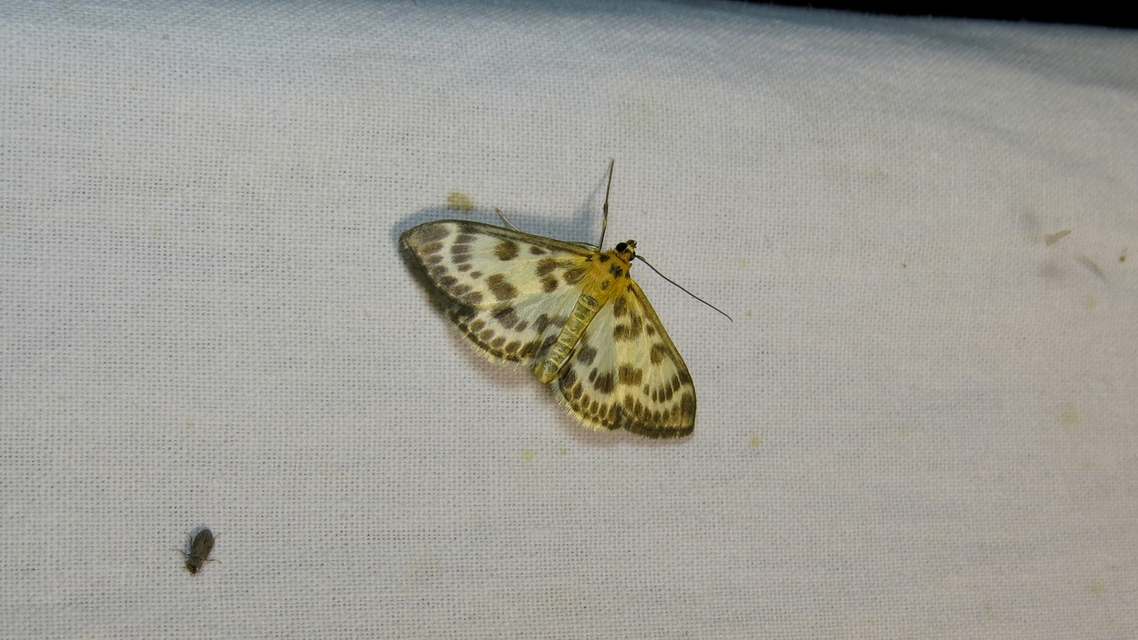 Anania hortulata - tarka csalánmoly