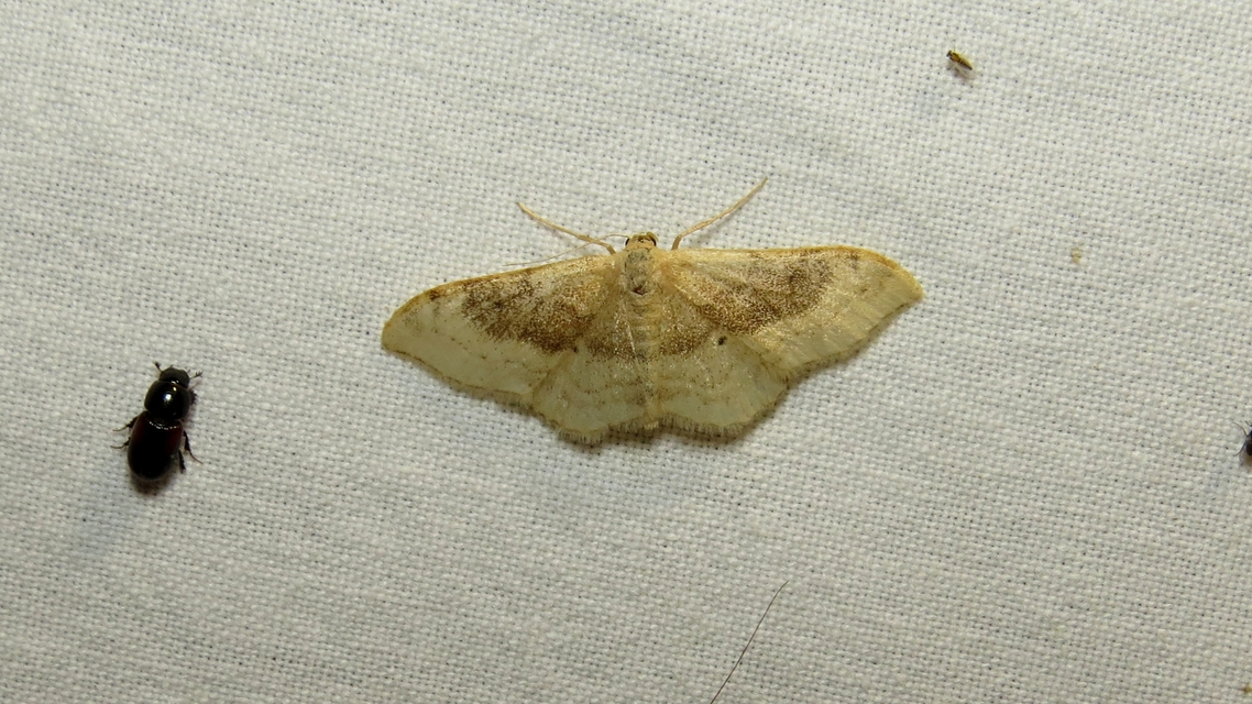 Idaea degeneraria - barnasávos araszoló