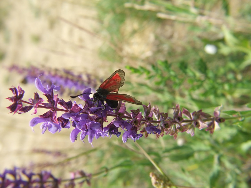 Zygaena minos/purpuralis