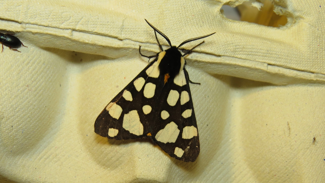 Arctia villica - fekete medvelepke