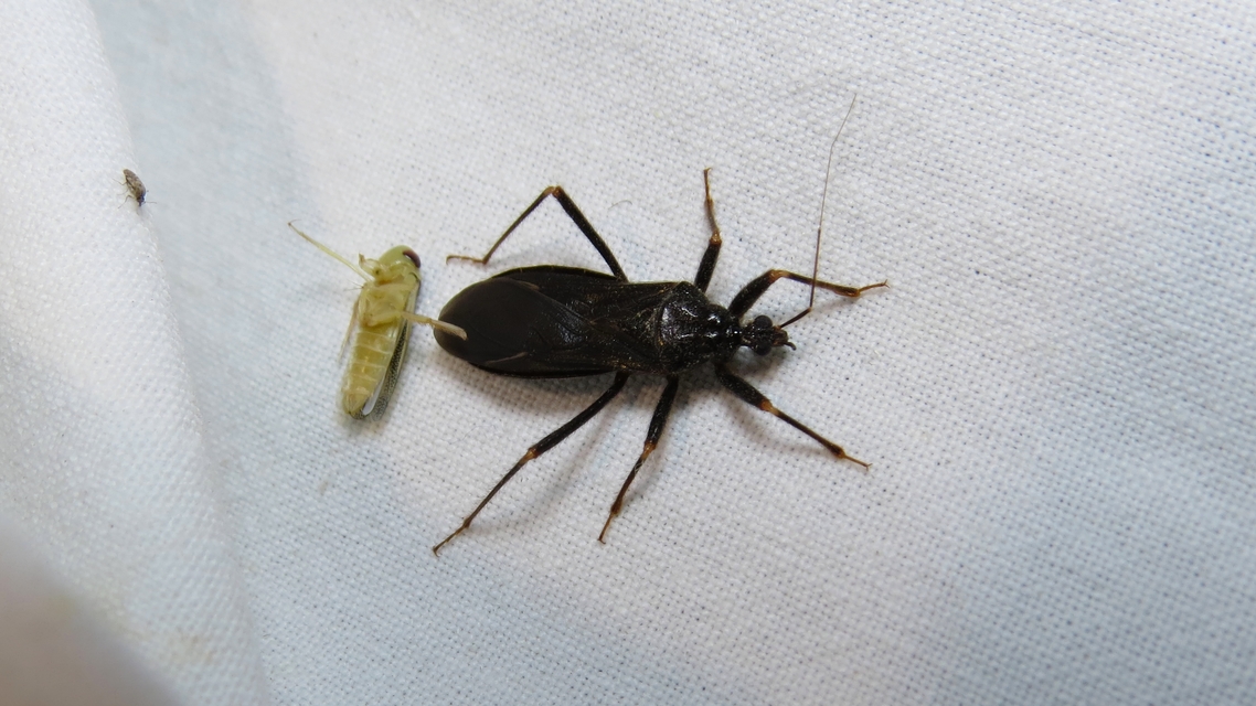 Reduvius personatus - szemetes zugpoloska