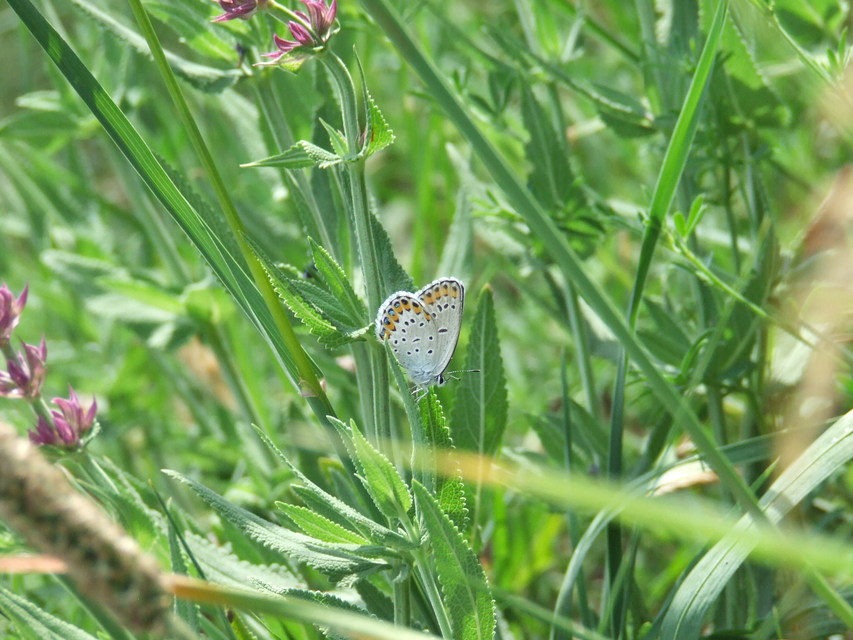 Plebejus argyrognomon - tintakék boglárka