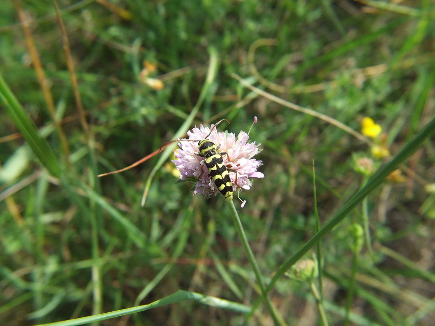 Echinocerus floralis - lucerna-darázscincér
