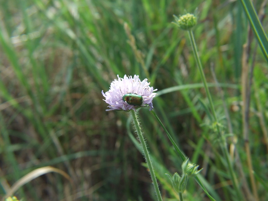 Cryptocephalus sericeus - nagy fészkesbogár