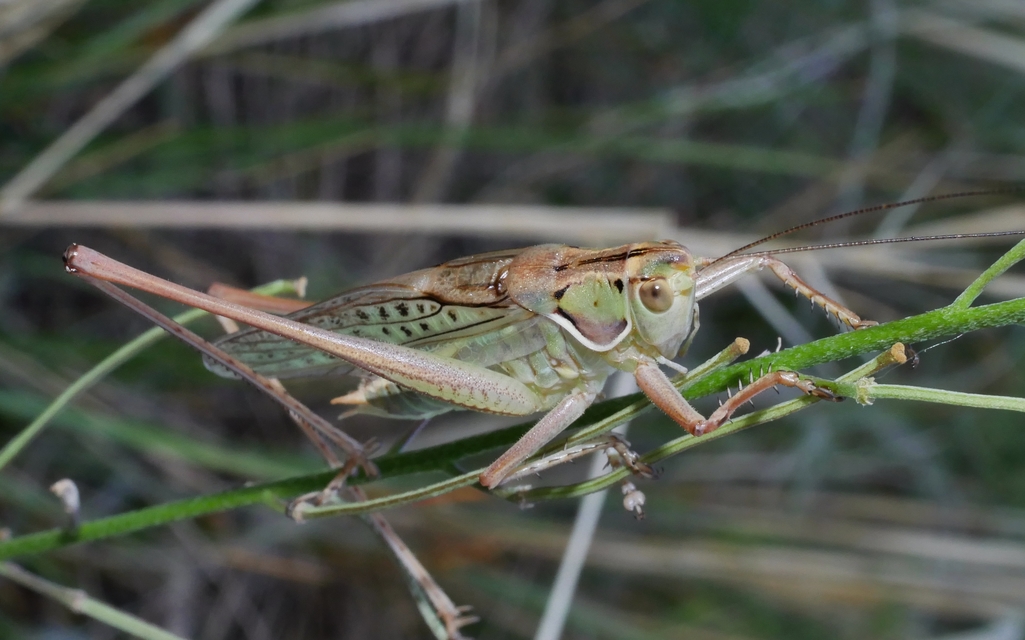 Gampsocleis glabra - tőrös szöcske