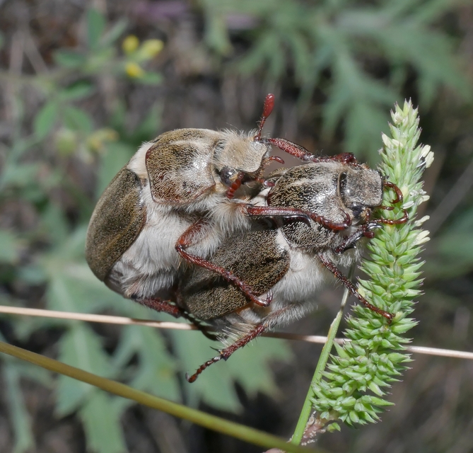 Anoxia pilosa - pusztai cserebogár
