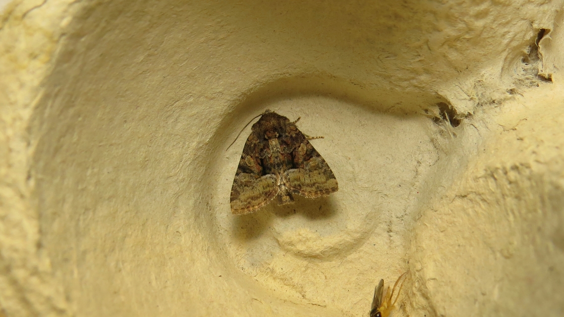 Oligia strigilis/latruncula/versicolor