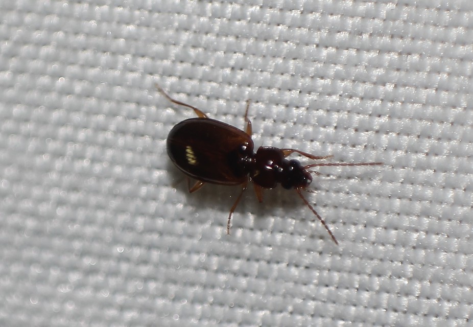 Trechus quadristriatus - közönséges fürgefutonc