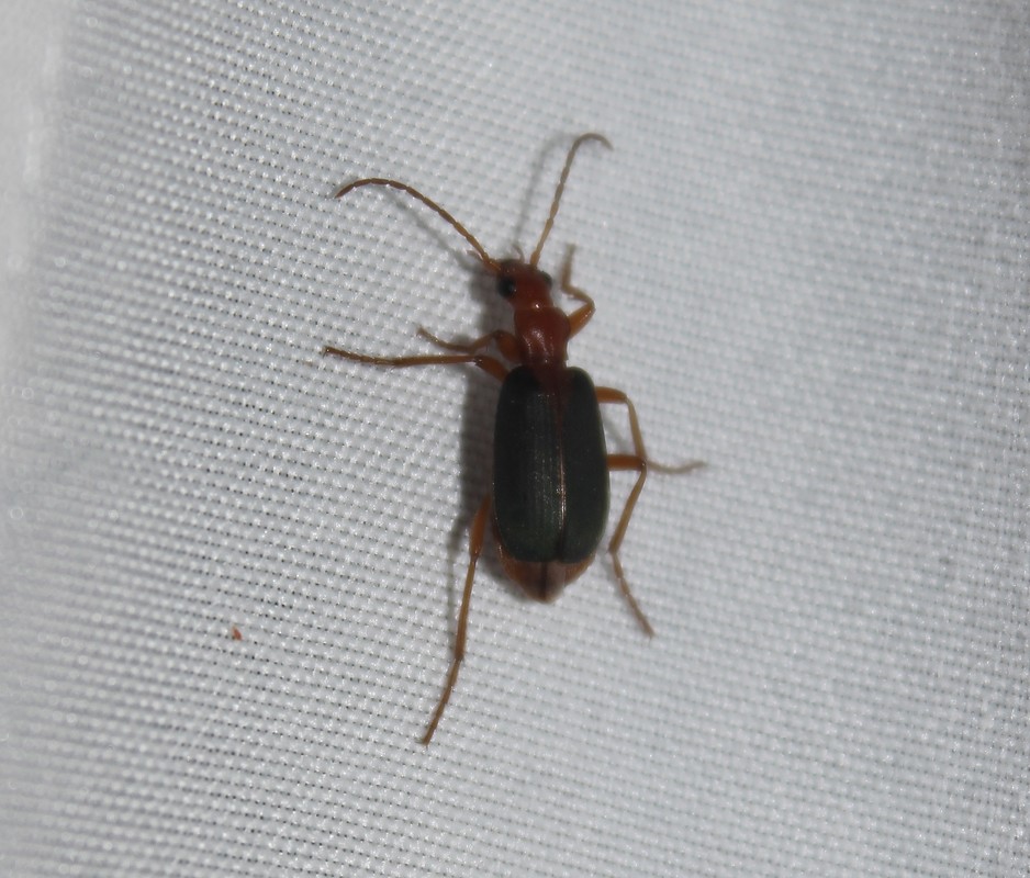 Brachinus plagiatus - pajzsfoltos pöfögőfutó