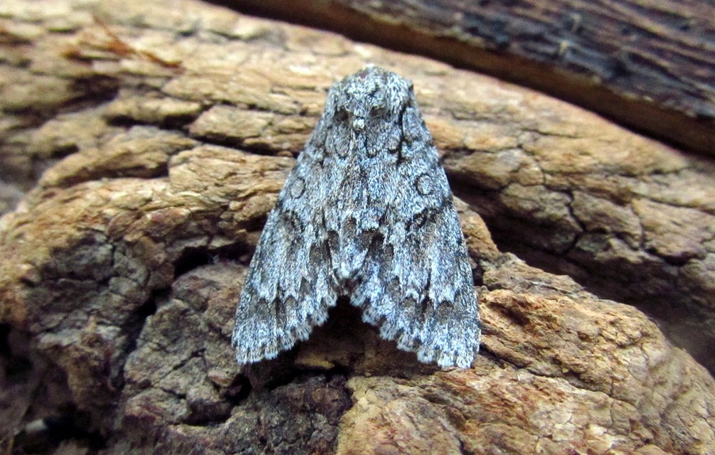 Acronicta aceris - vadgesztenye-szigonyosbagoly
