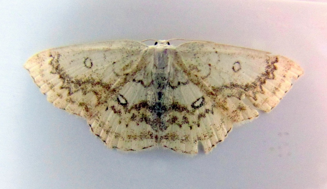 Cyclophora annularia - gyűrűs pettyesaraszoló